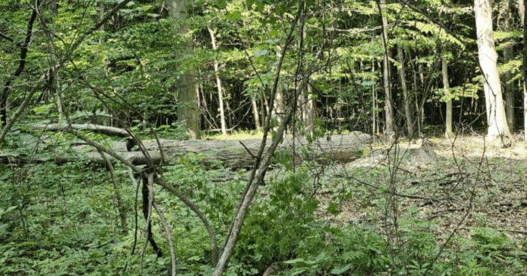 Find the Best Land Clearing Services Near Me: Expert Solutions for Every Project
